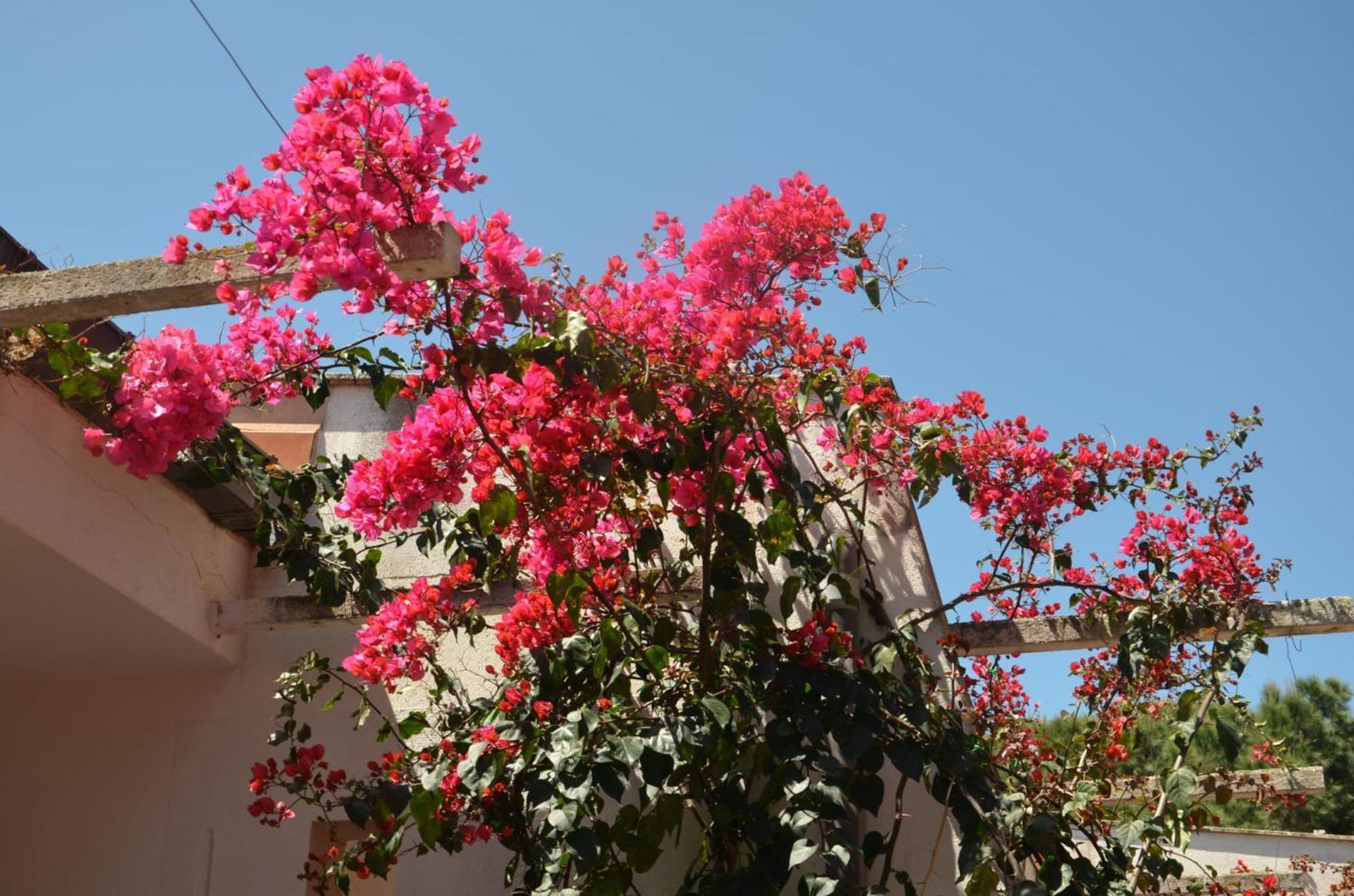 Villa Teti - Sicilia Campofelice Di Roccella Zewnętrze zdjęcie